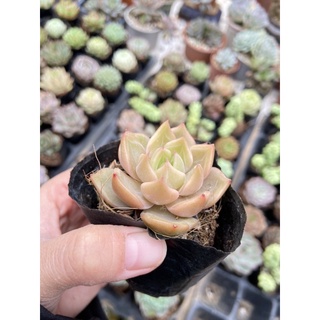 Sen đá đế vương vàng