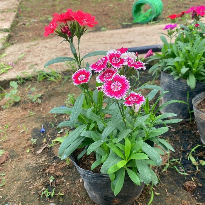 Cây Hoa Cẩm Chướng trồng bịch đen  Dễ Sống, Bền Hoa cây thích hợp trang trí sân vườn, cảnh quan.
