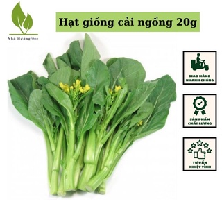 Hạt giống rau cải ngồng mập gói 20g