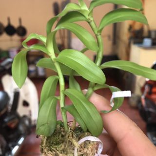 5ct họng hồng gieo hạt