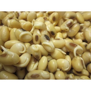 Hạt giống mầm đậu nành 100g