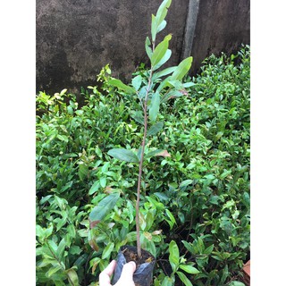 2 cây giống thanh mai (mai trắng xanh)