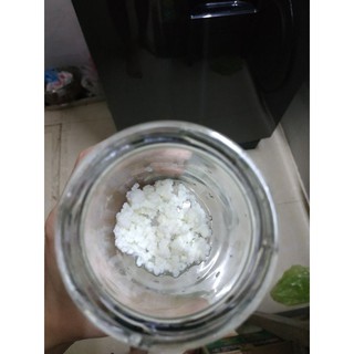 nấm  kefir