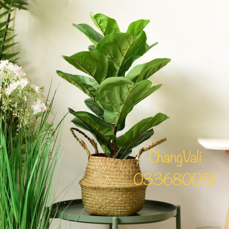 Cây giả- Cây bàng singgapo 1,1m kèm chậu giống thật 99% - HN