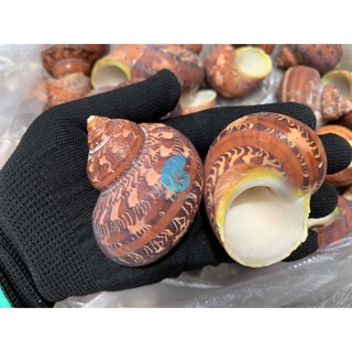 2 vỏ ốc xà cừ đỏ Quà Tặng Từ Biển - Siêu Đẹp - Giá Rẻ - Vỏ Ốc Mượn Hồn - Vỏ Ốc Biển Tự Nhiên