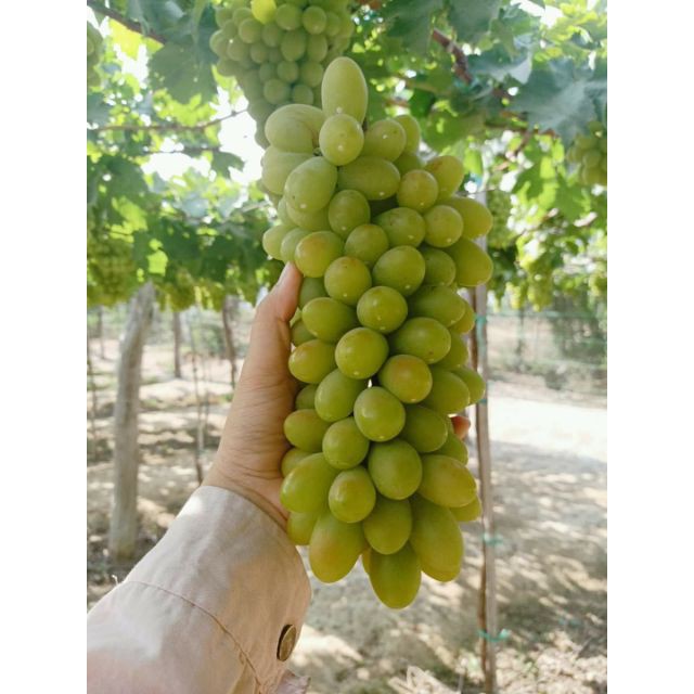 Combo 3 cây nho