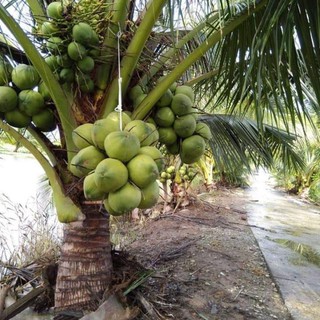 Cây giống dừa xiêm lùn Xanh Garden