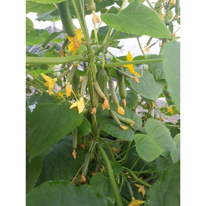 Hạt giống dưa leo siêu trái - dưa chuột gói 30 hạt