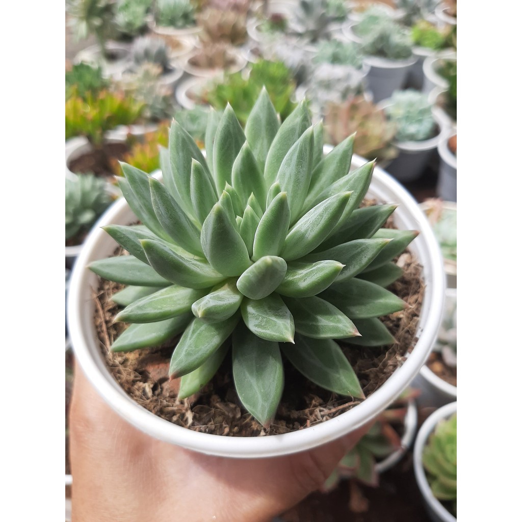 SEN ĐÁ KIM CƯƠNG TRẮNG🌵SIZE10CM🌵SIZE TRUNG 🌵SEN ĐÀ LAT🌵THUẤN SỨ NÓNG🌵FREESHIP🌵1 ĐỔI 1