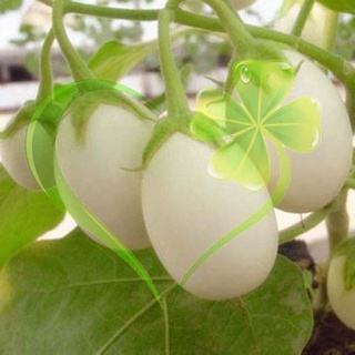 Hạt giống cà trứng ngỗng - Gói 1g