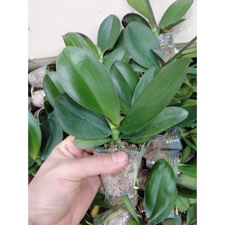 combo 5 cây giống lan hồ điệp hoa đại xanh mướt ☘️☘️