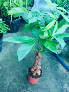 KIM NGÂN BÍNH 3 THÂN LỚN