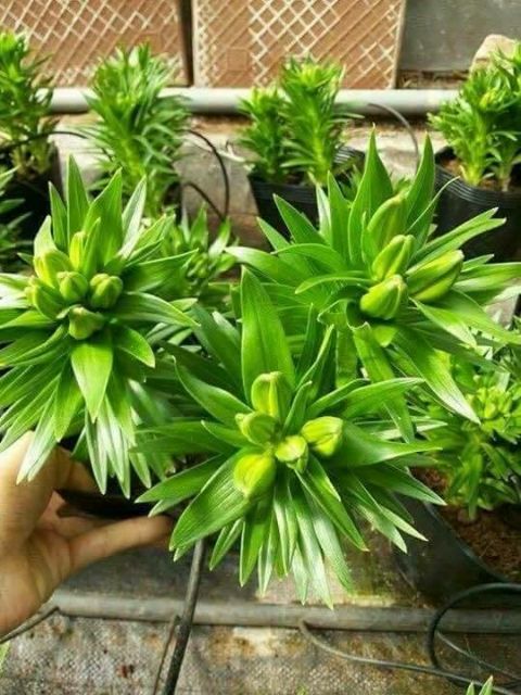 Củ Hoa Ly Lùn Trồng Tết