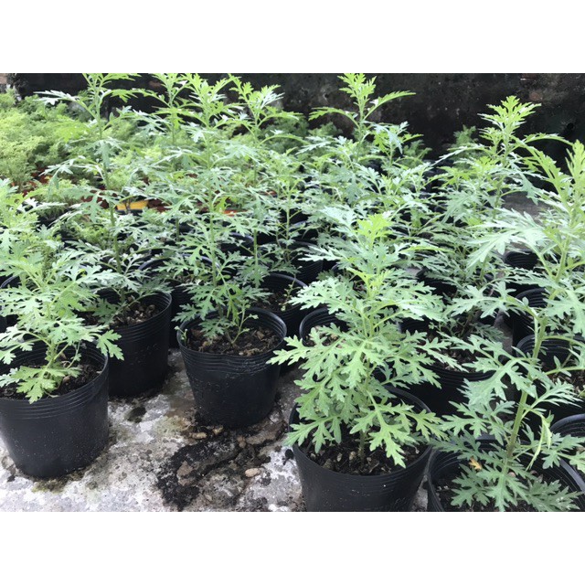 ☘️ CÂY NGẢI CỨU 🌻