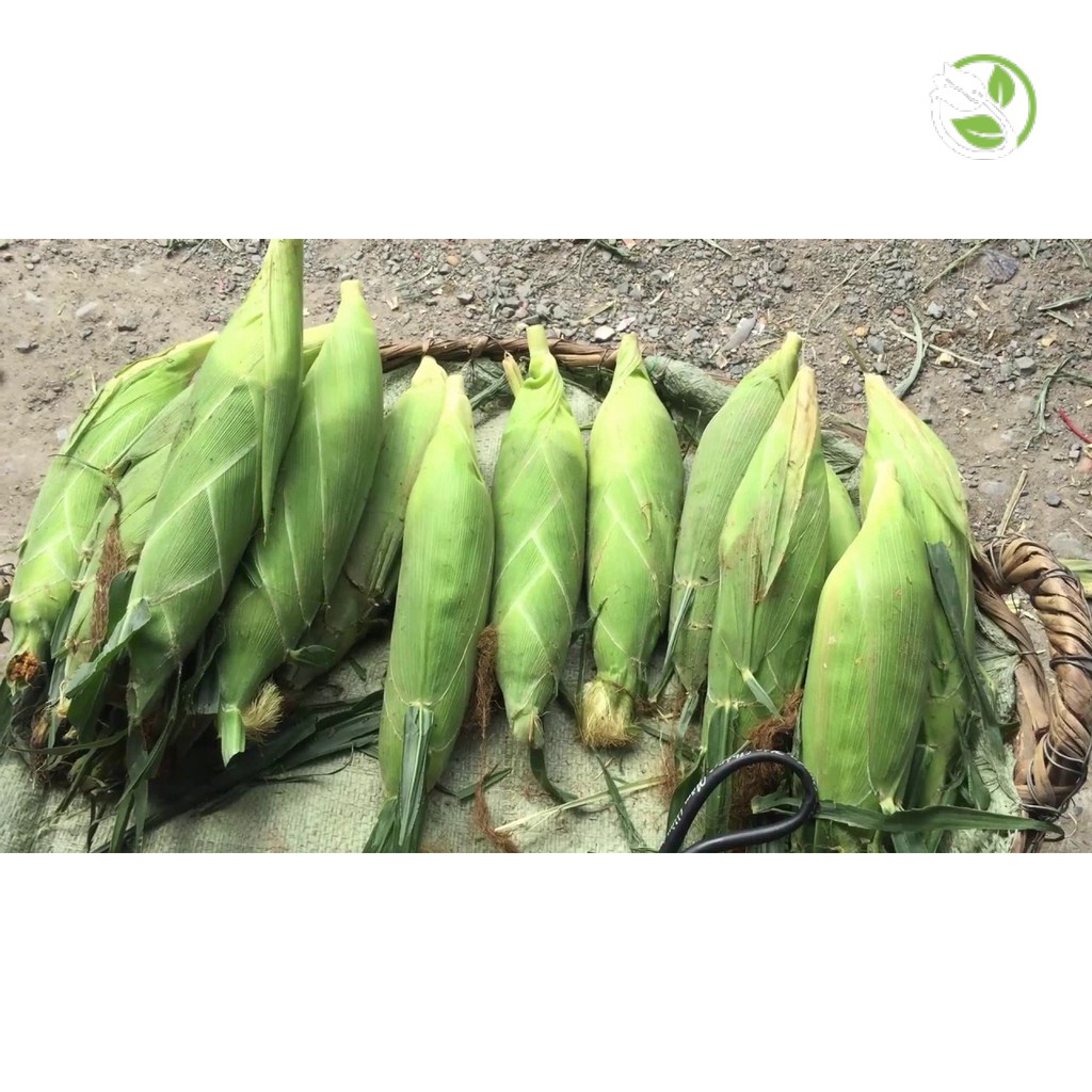 Hạt Giống Bắp Nếp Nù Cao Sản PN-100 Phú Nông - Gói 100g - Wax Corn