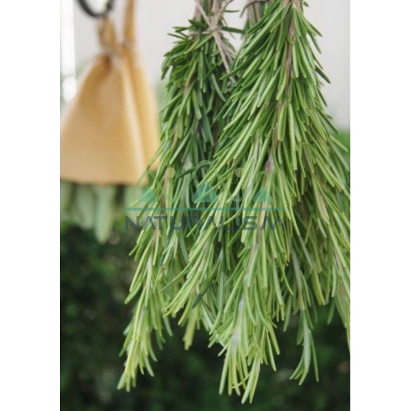 Cành Hương Thảo (khô và tươi) - Rosemary để nấu ăn, pha trà (8-10 cm, 18-20cm) - Homemade