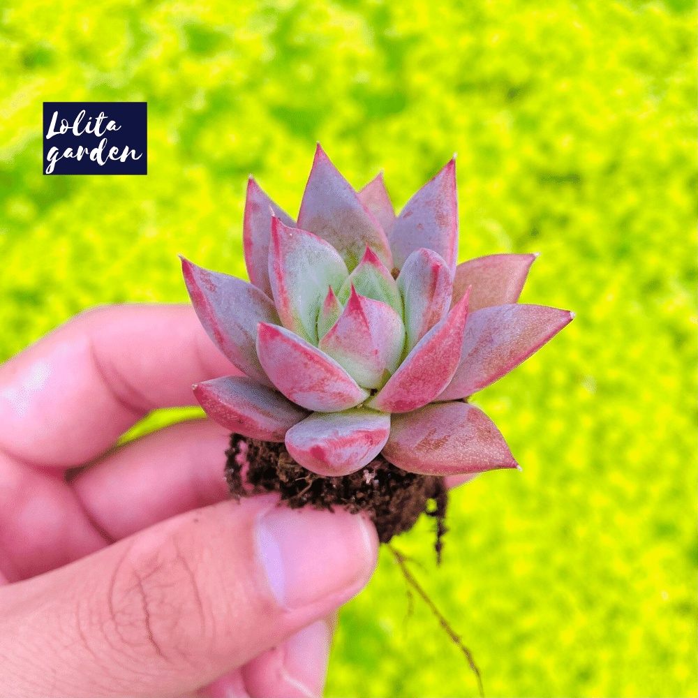 Sen đá mận tím Đà Lạt size mini cây cảnh trang trí nhà cửa Lolita garden