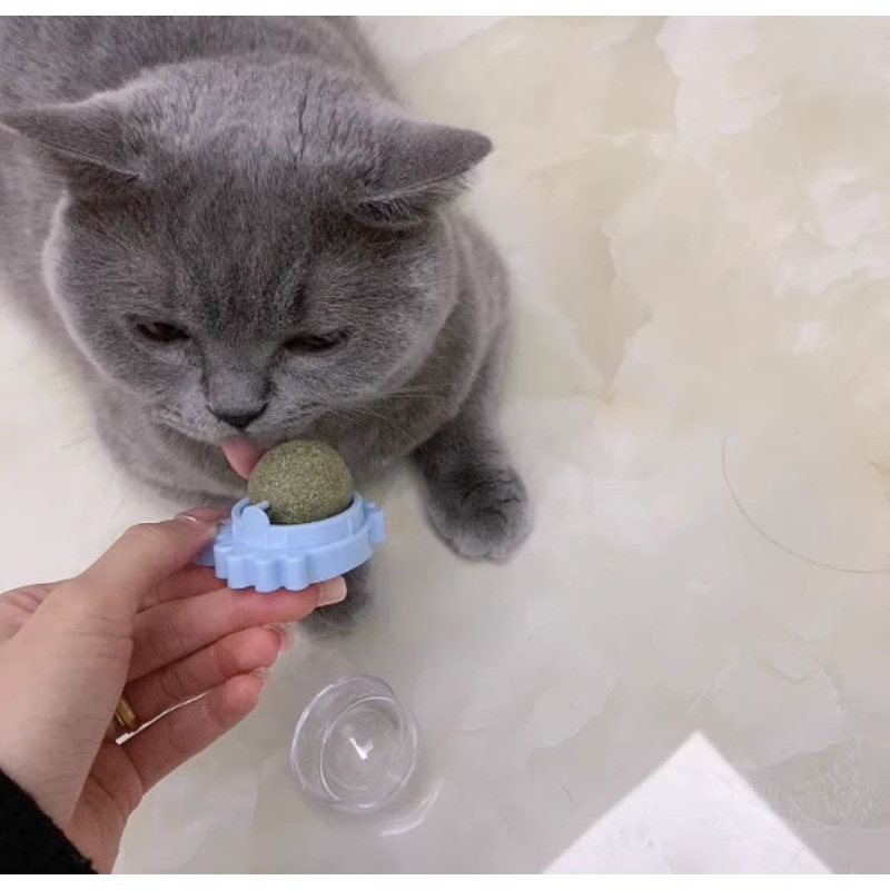 Viên Cỏ Bạc Hà Gắn Tường Giảm Stress Cho Mèo