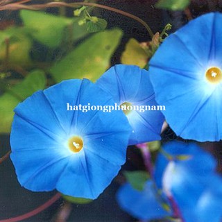 Hạt Giống Bìm bìm