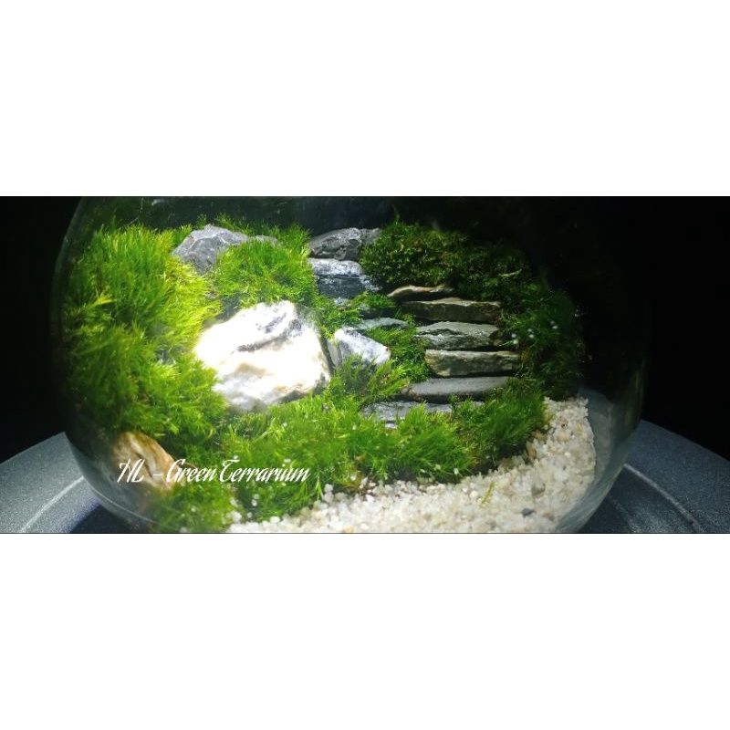 Bình tiểu cảnh Terrarium trang trí bàn làm việc, góc học tập học tập...