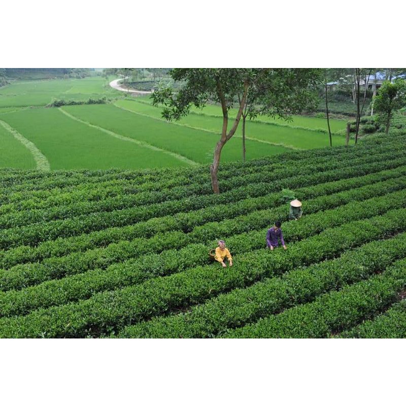 Trà hữu cơ 100% Organic  Mã (TRA 03) loại Đặc Sản frreship với đơn hàng 1kg | BigBuy360 - bigbuy360.vn