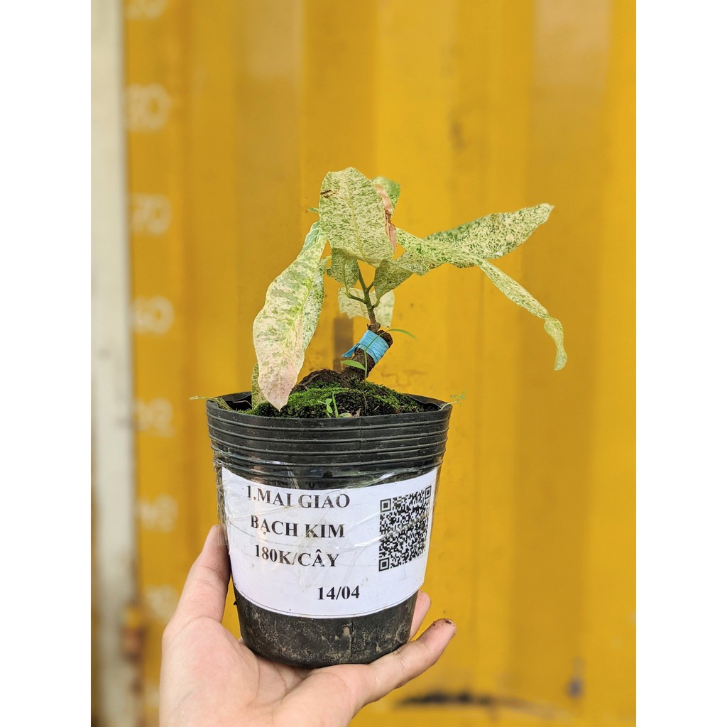 Cây Giống Mai Giảo Bạch Kim