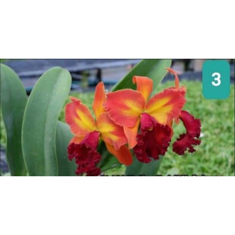 Hoa lan cát giống - chọn màu