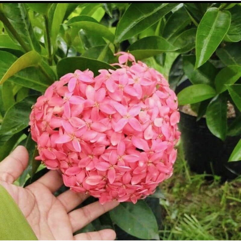 Cây giống bông trang Mỹ hồng