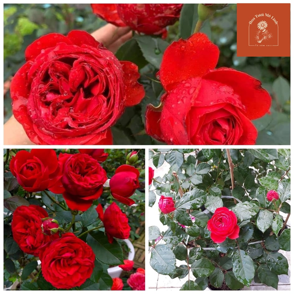 Hoa hồng Bụi Red Apple sắc đỏ Thắm quyến rũ Cực kỳ sai hoa và lâu tàn-HoaTuoiMeLInh