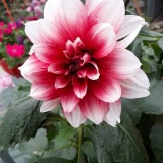 Củ hoa thược dược mix màu.