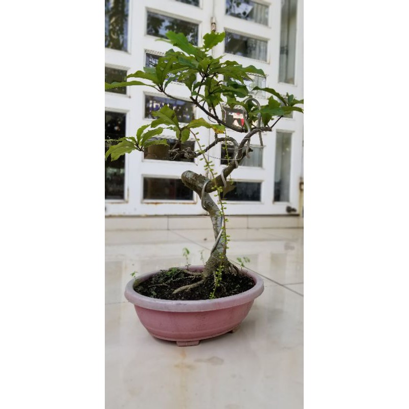 Lộc vừng bonsai Cây cảnh mini đẹp hoa đỏ và hồng