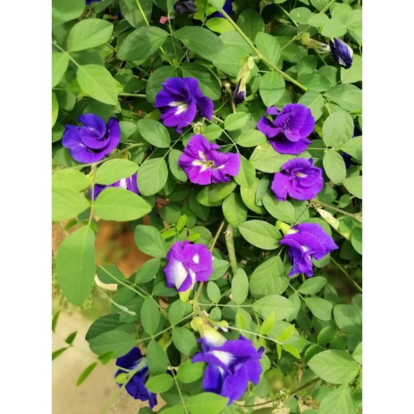 cây giống hoa đậu biếc kép