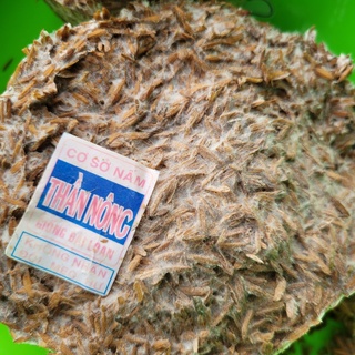 Combo 10 meo nấm rơm Thần