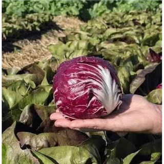 Hạt giống xà lách cuộn tím