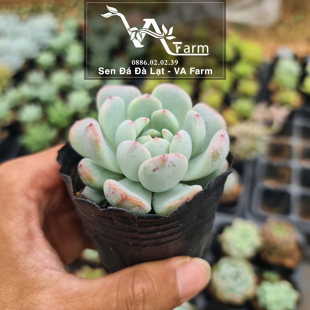 Sen Đá RUBY TRẮNG - VA Farm - Size Bầu Lỗi 1 Đổi 1