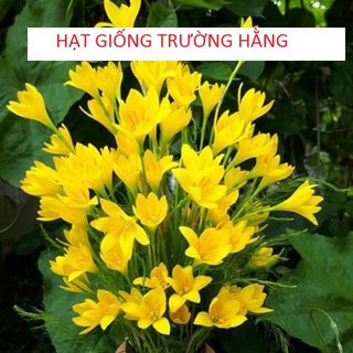 Củ hoa Huệ Mưa Vàng Citrina (Size Mẹ / Baby)