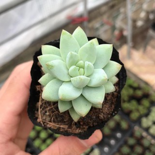 Sen Đá Chuỗi Ngọc Pha Lê | Xuất xứ Đà Lạt | Dễ trồng dễ chăm