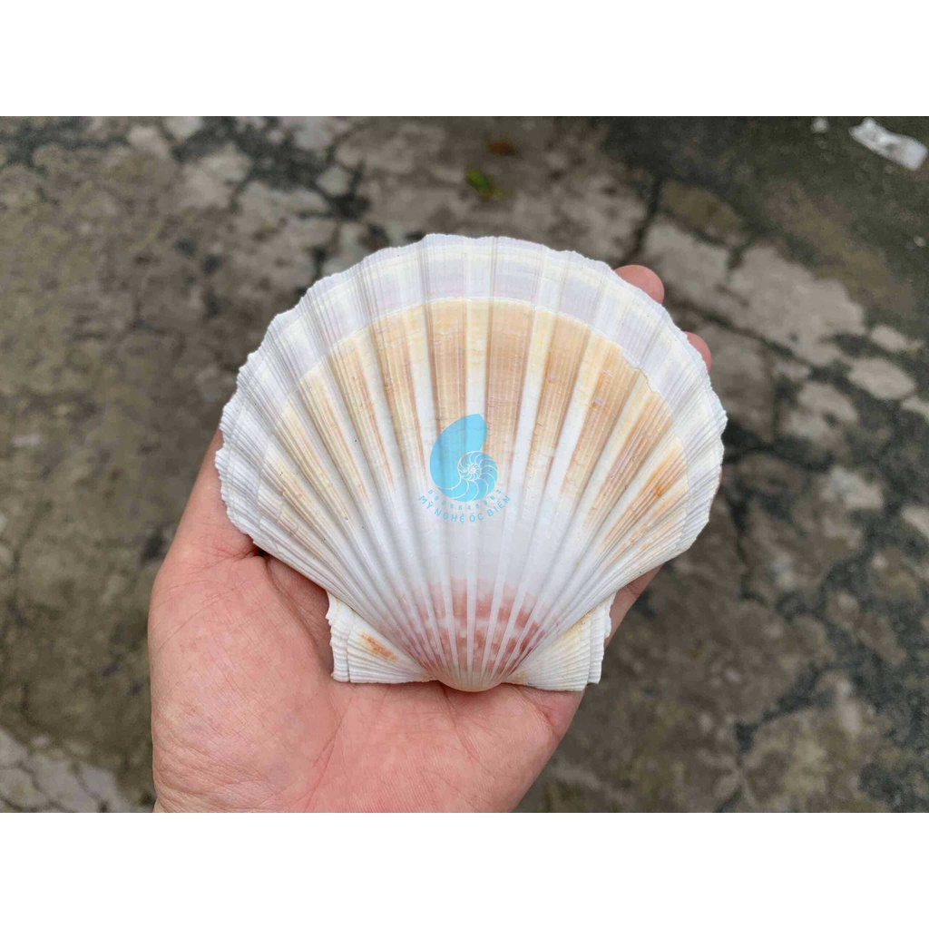 VỎ SÒ ĐIỆP NHẬT - Trang trí nhà cửa, bàn làm việc, bể cá cảnh, quà lưu niệm, chân đế nến, chậu trồng xương rồ