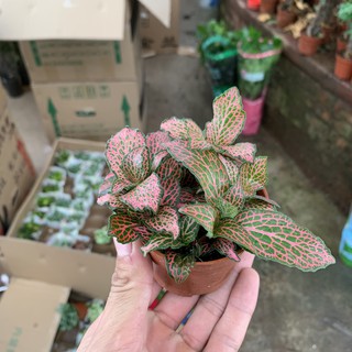 Cây cẩm nhung nhiều màu sắc nổi bật, lá may mắn rất thích hợp trồng để bàn, trang trí nội thất, decor cửa hàng