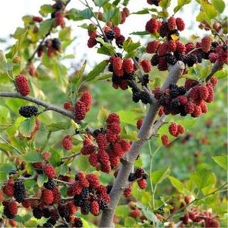 Hạt giống dâu tằm giá rẻ