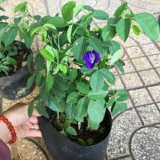 100 hạt giống hoa đậu biếc kép