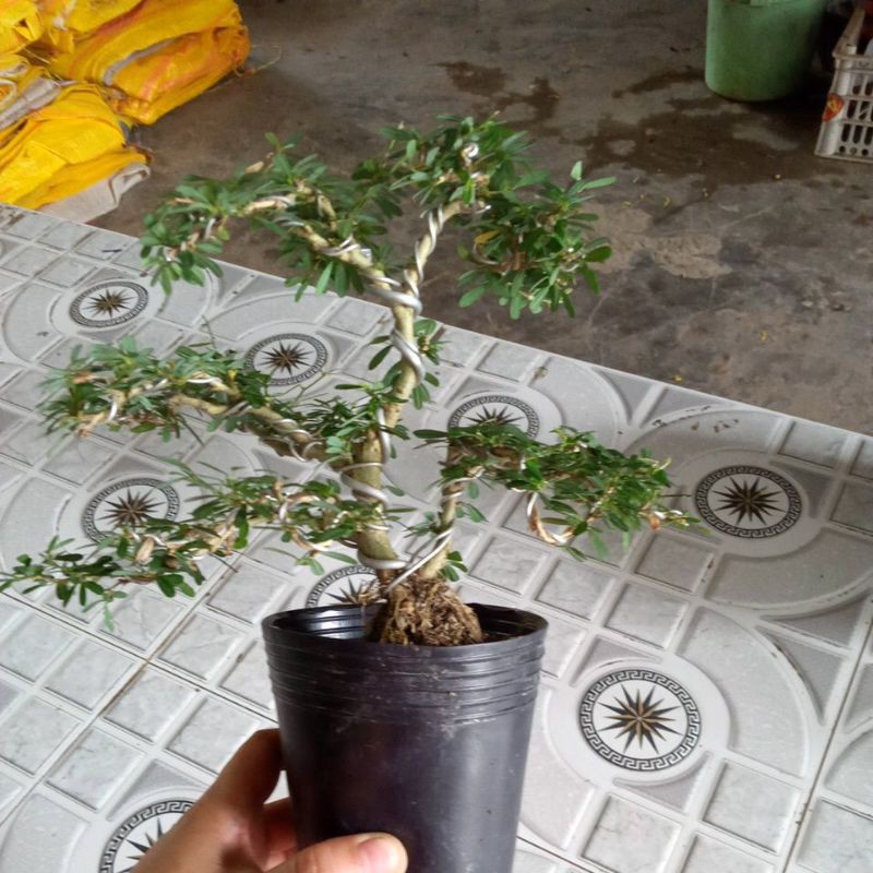 linh sam bonsai mini để bàn