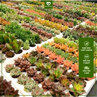 Combo 10 Sen Đá vỉ Đủ Loại