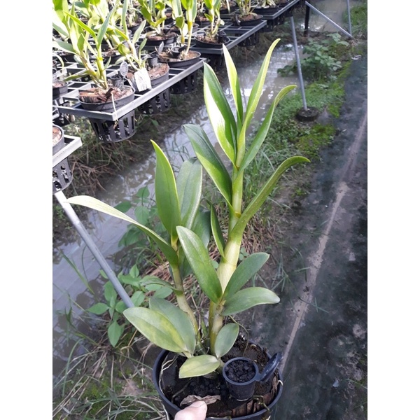 Dendro chanchao nâu cây tơ đẹp