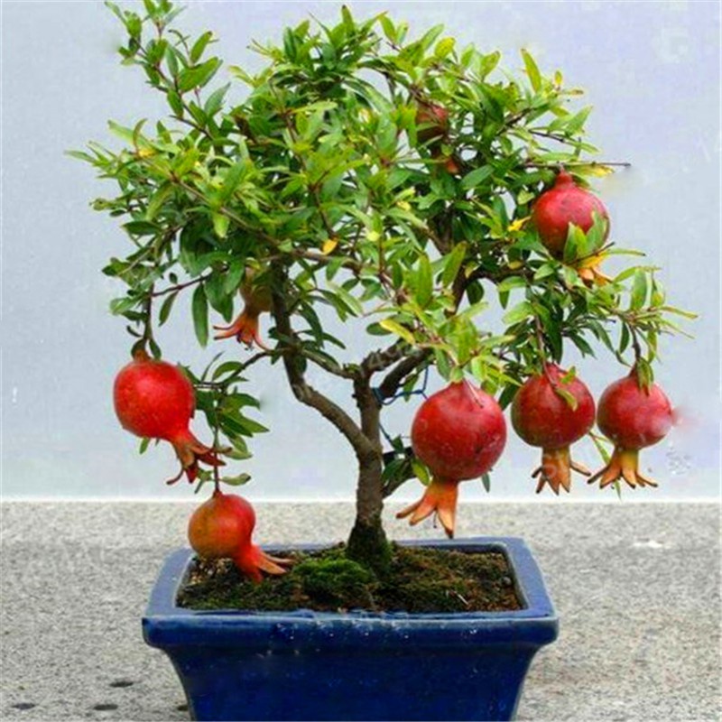 Hạt Giống Cây Lựu Bonsai KNS1295 - Gói 5 hạt