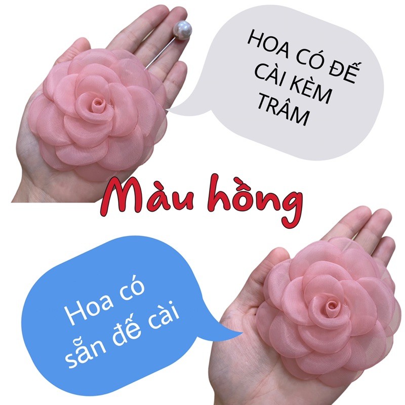 Tag hoa trà voan đốt lớn ảnh chính chủ chụp