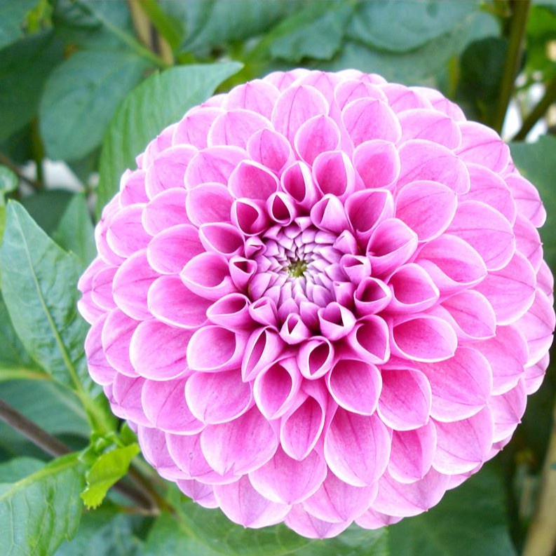 50H - hạt giống hoa Thược Dược Tổ Ong