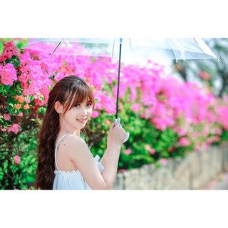 Chậu cây hoa Giấy màu đỏ trắng