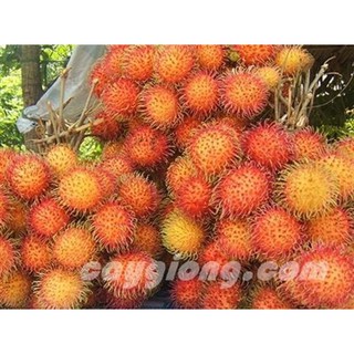 CÂY GIỐNG CHÔM CHÔM NHÃN