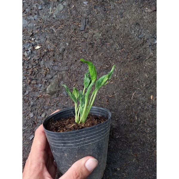 Epipremnum Shangri La.